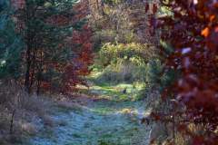 2022_Herbstewaldlauf2022-11-13_12_41_14_0_pv