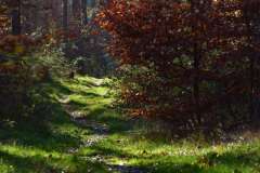 2022_Herbstewaldlauf2022-11-13_14_14_46_0_pv