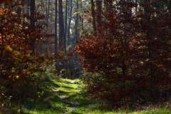 2022_Herbstewaldlauf2022-11-13_14_15_18_0_pv