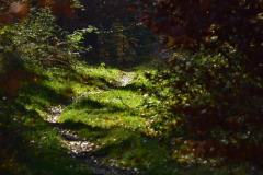 2022_Herbstewaldlauf2022-11-13_14_17_01_0_pv