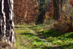 2022_Herbstewaldlauf2022-11-13_13_42_44_0_pv