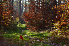2022_Herbstewaldlauf2022-11-13_14_10_50_0_pv