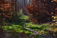 2022_Herbstewaldlauf2022-11-13_14_12_21_0_pv